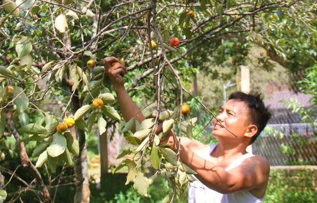   Năm nay, quả hồng ở xã Nam Anh, huyện Nam Đàn, tỉnh Nghệ An có giá cao kỷ lục. Nhưng người dân vẫn không có hàng để bán.