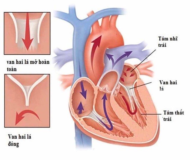  Van hai lá nằm giữa tâm nhĩ trái và tâm thất trái.