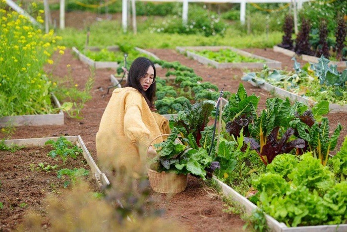   Chị Linh ưu tiên trồng rau đúng mùa vụ, mùa nào thức đó đề việc chăm sóc khu vườn đỡ vất vả hơn và tránh được sâu bệnh gây hại cho rau