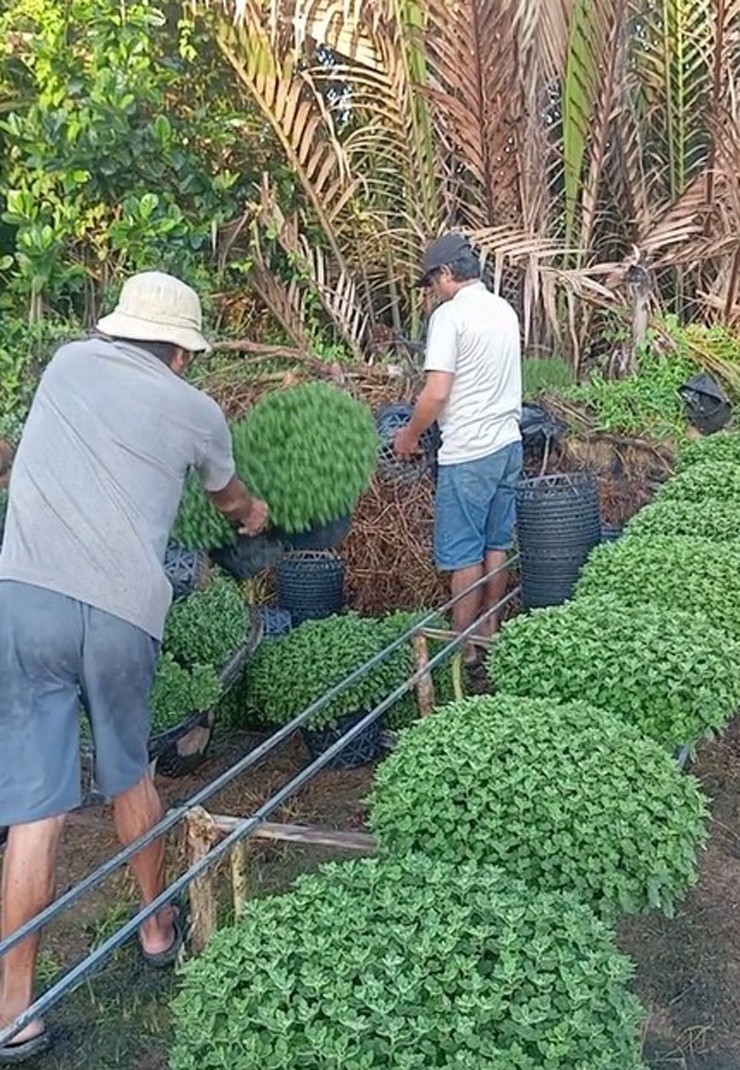   Có những gia đình phải vứt hơn nghìn chậu cúc mâm xôi.