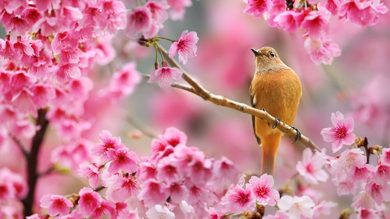  Người sinh ngày 30 tháng 12 Âm lịch giống như cây thông và cây bách đứng vững, kiêu hãnh trong mùa đông lạnh giá. Ảnh minh họa Toutiao