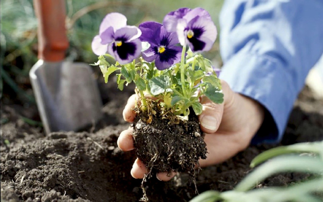 Với một số cây giống con, bạn có thể trồng khi cây đã phát triển đủ mạnh (ra hoa - như viola)