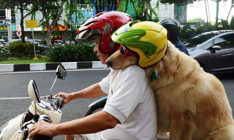   Để vật nuôi ngồi trên xe máy sẽ bị phạt (Ảnh minh họa/baobacgiang)