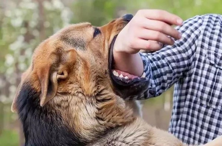   Lên cơn dại, tử vong sau 2 năm bị chó cắn - Ảnh minh họa