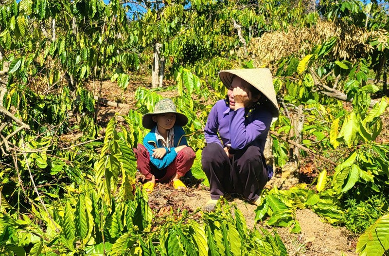  Bà Giang Phương Thanh (38 tuổi, trú xã Đăk Ta Lay, huyện Mang Yang, tỉnh Gia Lai khóc ngất khi nhìn thấy vườn cây bị phá. Ảnh HT 