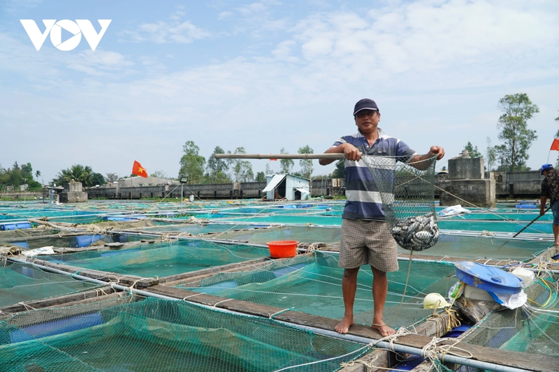  Nhiều hộ thiệt hại hàng trăm triệu đồng khi cá chết hàng loạt. 