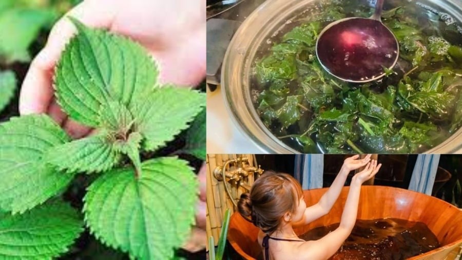 Lá tía tô nấu lấy nước tắm thư giãn làm trắng sáng da