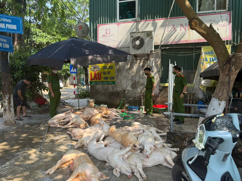 Lực lượng chức năng kiểm tra phát hiện có 22 con lợn có biểu hiện xuất huyết ngoài da, không rõ nguồn gốc xuất xứ. Ảnh: Báo Công An Nhân Dân.
