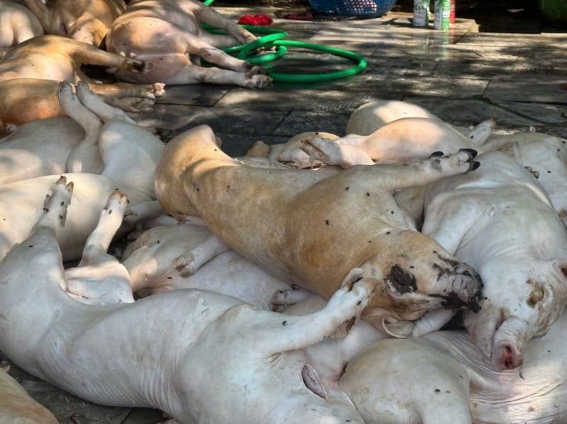 Những con lợn biểu hiện bị bệnh vứt trên sàn nhà ruồi bâu đầy sắp được đem quay. Ảnh: Báo Công An Nhân Dân.