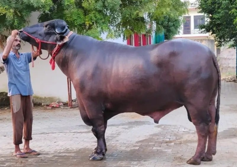 Chú trâu nặng 15 tạ được trả tới 30 tỷ đồng. Ảnh: Krishijagran