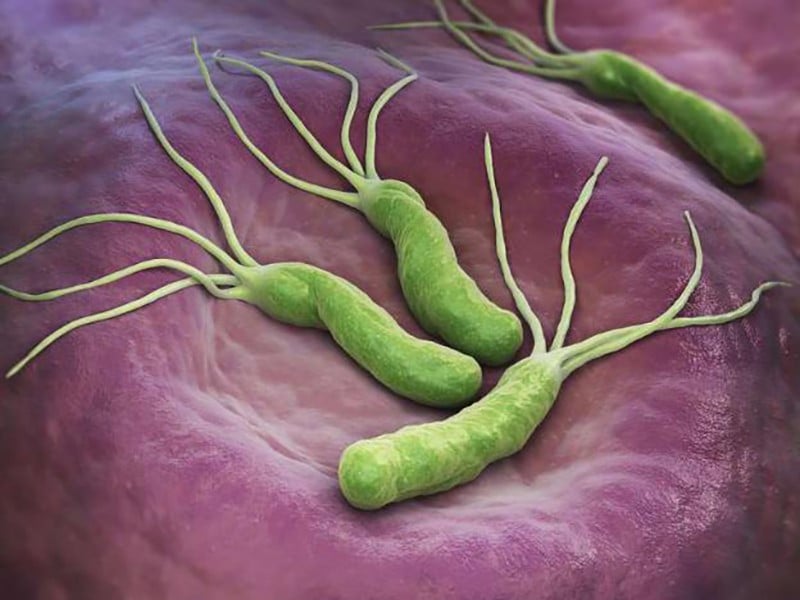 Vi khuẩn H. pylori là một xoắn khuẩn Gram âm, cư trú ở dạ dày người. Ảnh minh họa