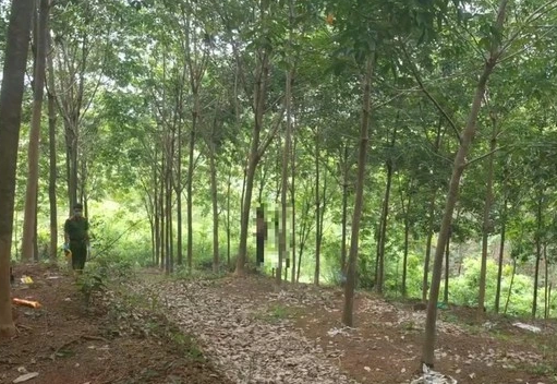 Khu vực thi thể người đàn ông đang trong quá trình phân hủy, bị treo trên cây được người dân đi tìm nấm mối phát hiện - Ảnh: Báo Thanh Niên