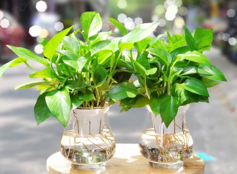Cây vạn niên nên đặt ở phòng bếp (Ảnh minh họa)