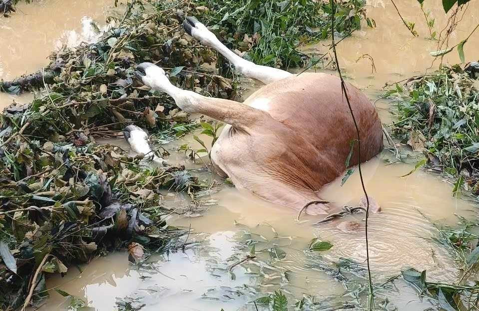 Một con bò bị chết do mưa lũ.