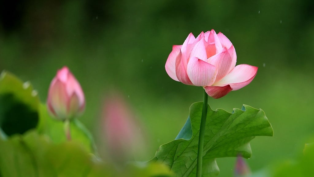 Người có đà chánh niệm sẽ có tuệ giác, nhẹ nhàng, tĩnh tại, hoan hỷ, dễ chấp nhận mọi thứ.