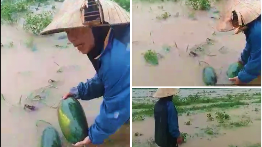 Ruộng dưa hấu của người dân ở bản Mét, xã Lục Dạ, huyện Con Cuông, Nghệ An bị nhấn chìm trong biển nước - Ảnh: Báo Dân Việt