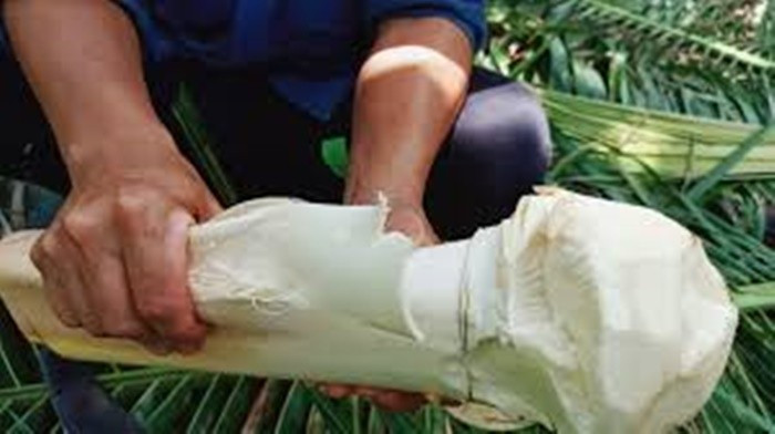 Củ hũ dừa là món ăn yêu thích của người dân miền Tây. Ảnh: Phương Lúa