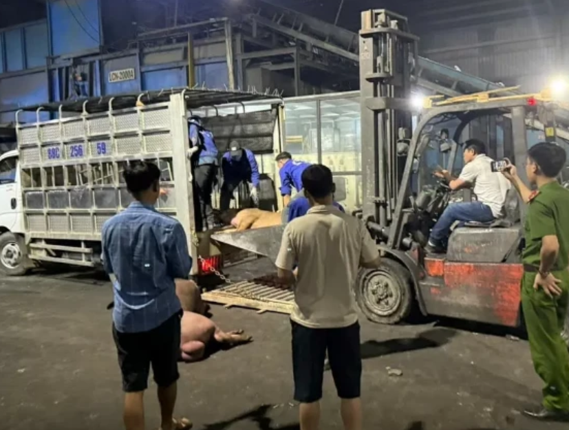 Số lợn chết được vận chuyển trên xe tải - Ảnh: Báo Giáo dục và thời đại