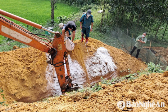 Tiêu hủy lợn nhiễm bệnh dịch tả lợn châu Phi trên địa bàn huyện Anh Sơn - Ảnh: Báo Nghệ An