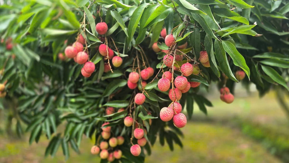 Trà vải sớm ở Thanh Hà đang mùa chín rộ.
