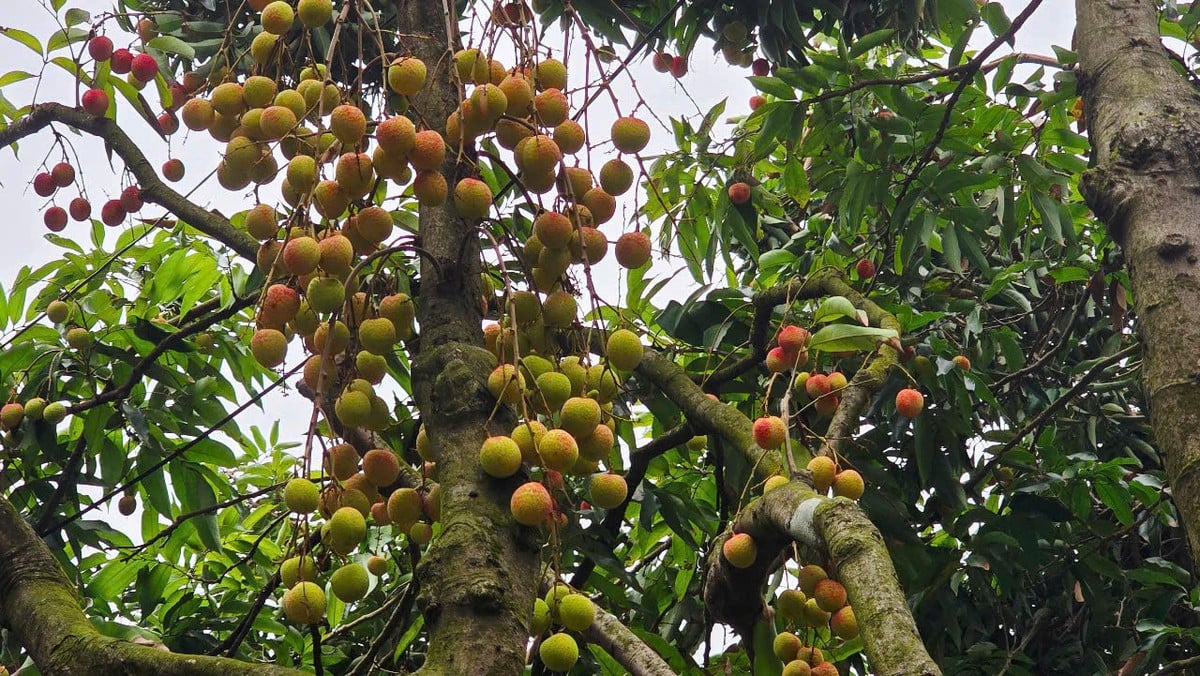Những chùm vải mọc ra từ thân cây cho thấy một năm được mùa, sản lượng cao.