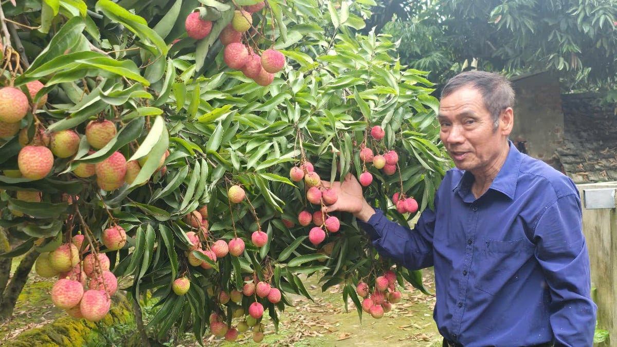 Ông Đặng Văn Hùng bên vườn vải của gia đình ông Trịnh Đình Lãi (70 tuổi, ở thôn Vĩnh Ninh, xã Vĩnh Cường).