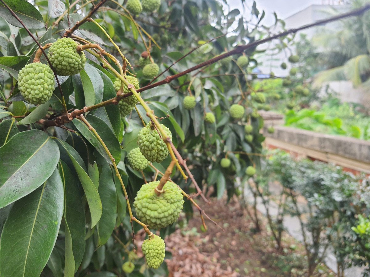 Năm nay cây vải tổ sai trĩu quả.