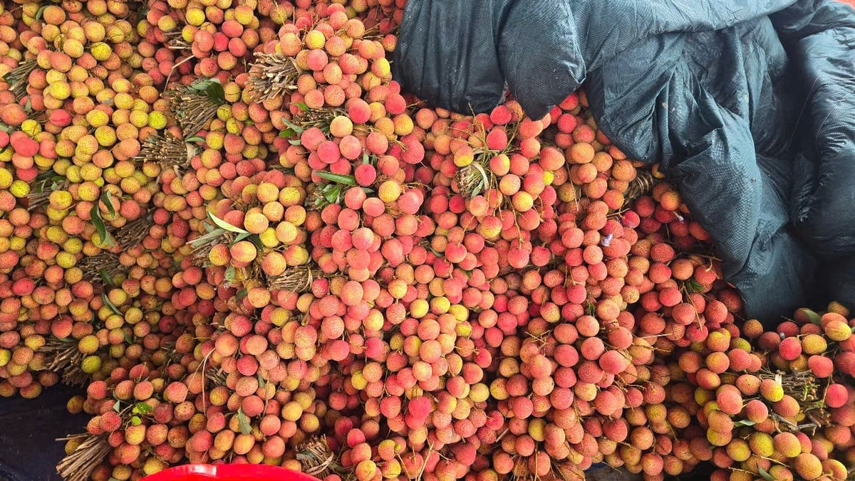Các cơ sở thu mua tấp nập sơ chế vải.
