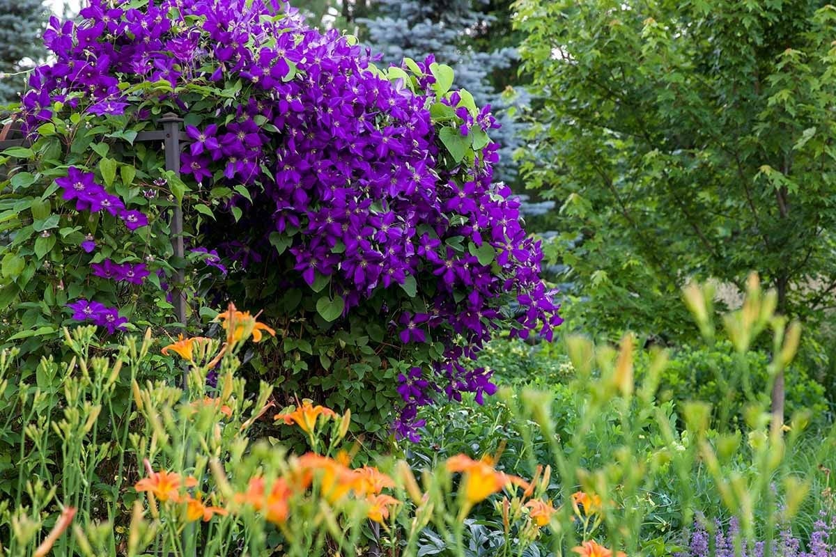  Có thể trồng cây cảnh trong chậu kín hoặc dưới đất. Ảnh minh họa gardenerspath