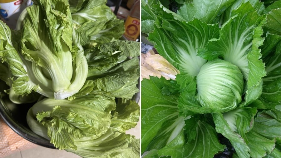 Cải bẹ xanh có chứa lượng canxi dồi dào.