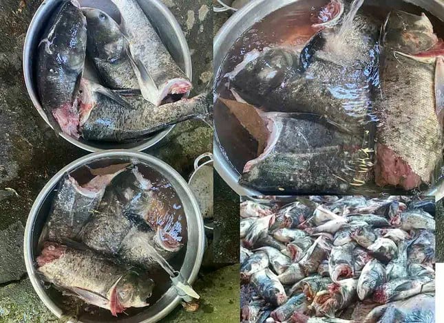 Hàng loạt cá mè bị chặt đứt đầu.