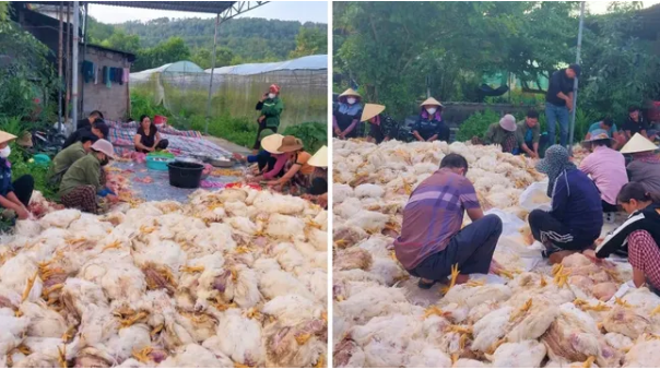 Người dân giúp chủ trang trại sơ chế gà - Ảnh: Báo Tiền Phong