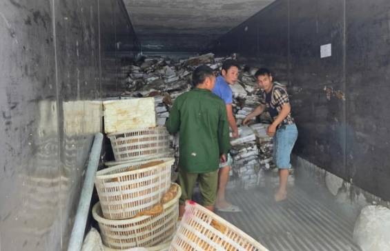 Nhà chức trách vừa tiêu hủy hơn 25 tấn mực, sách bò, chân gà bốc mùi hôi thối, biến đổi màu sắc ở TP Móng Cái - Ảnh: VnExpress