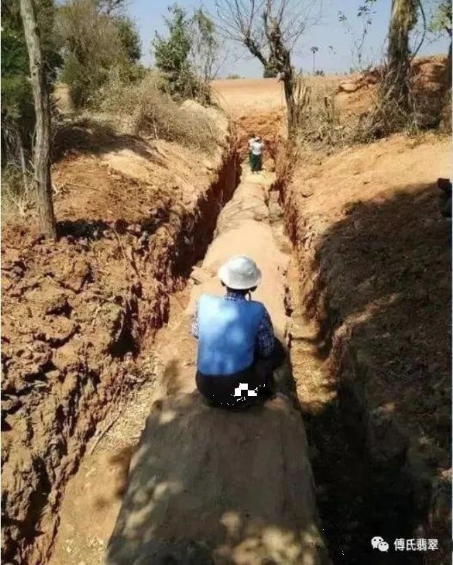 Cây gỗ dài tới 30,5 mét, chu vi khoảng 6 mét. Ảnh: Sohu