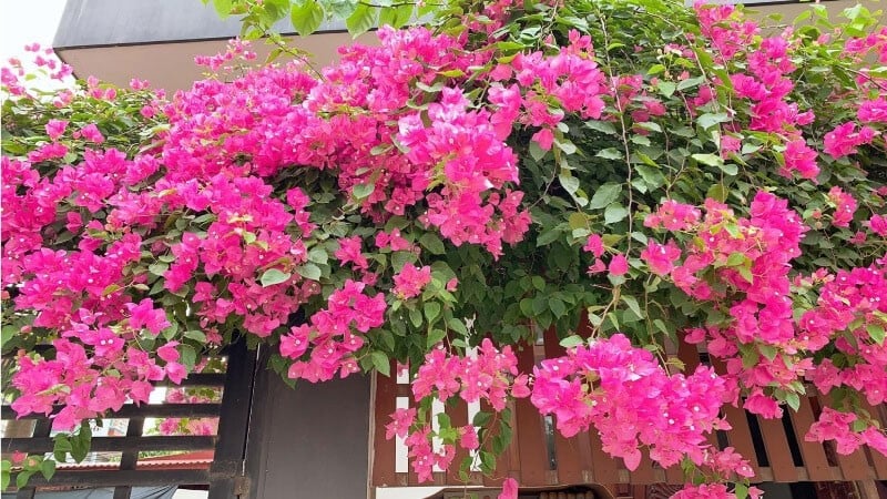 Hoa giấy giúp đón lộc vào nhà. Ảnh minh họa