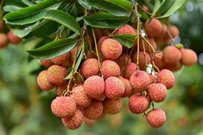 Ảnh minh họa/ Internet