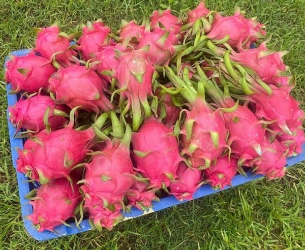 Thanh long Bình Thuận đang được thương lái thu mua tại vườn với giá chỉ còn từ 1.500 - 3.000 đồng/kg. Ảnh minh họa