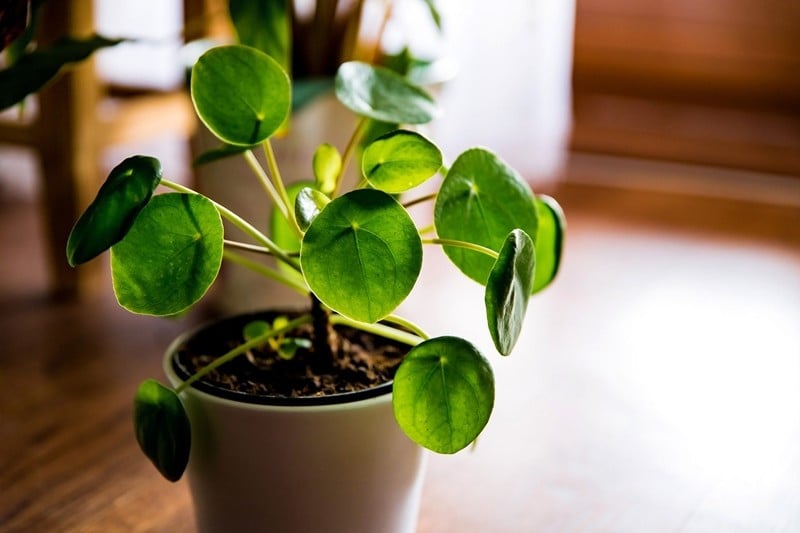 Ảnh: Gardeners' World