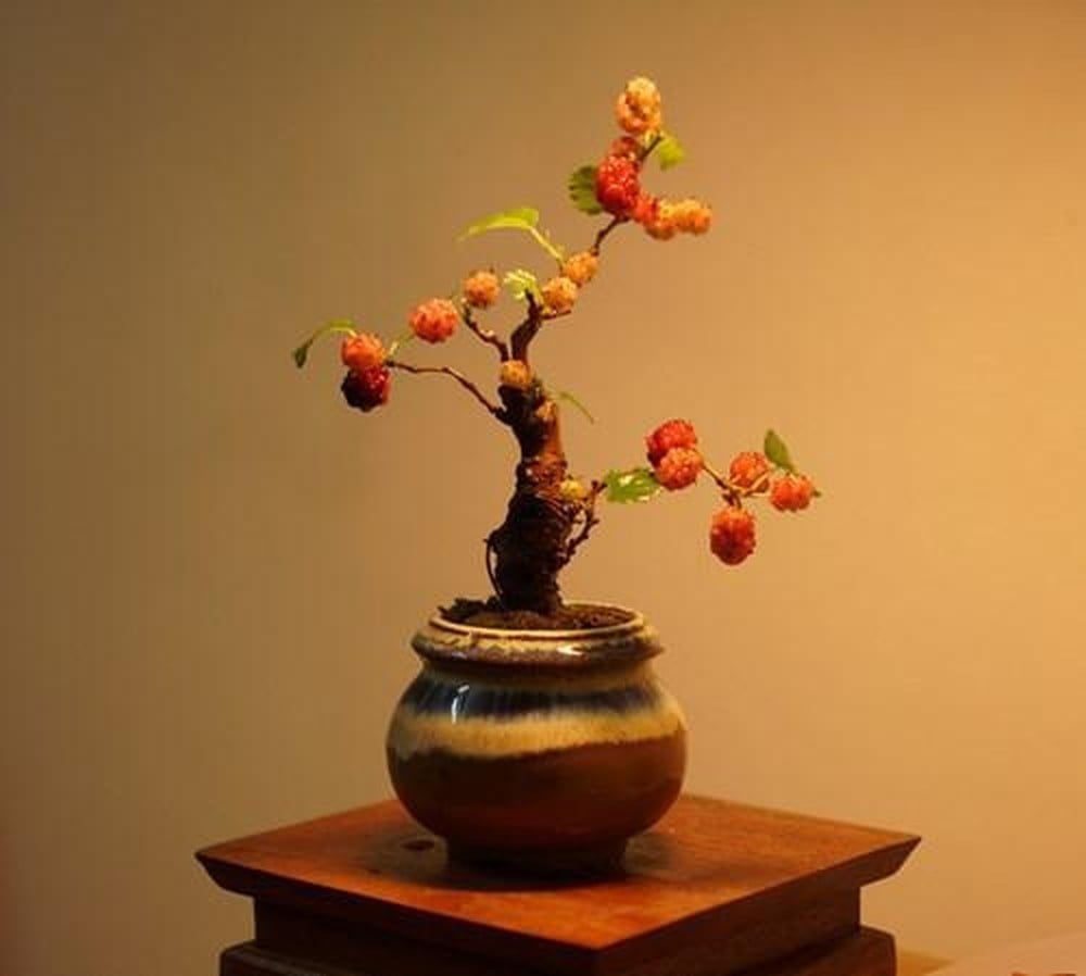  Bonsai dâu tằm. Ảnh: Lazada