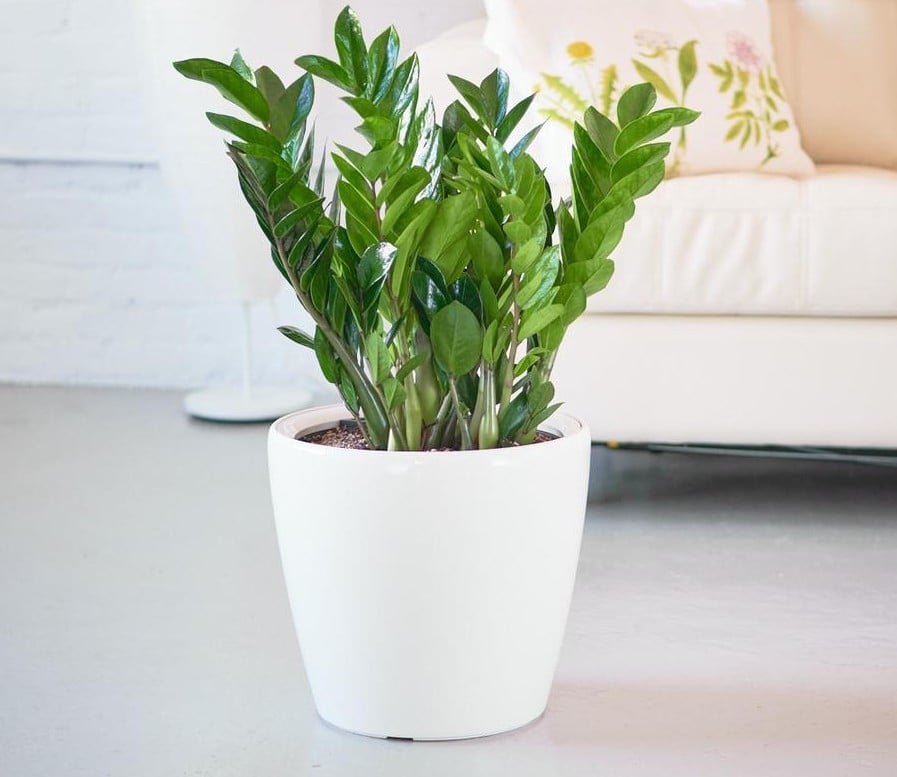 Ảnh: Cengarden