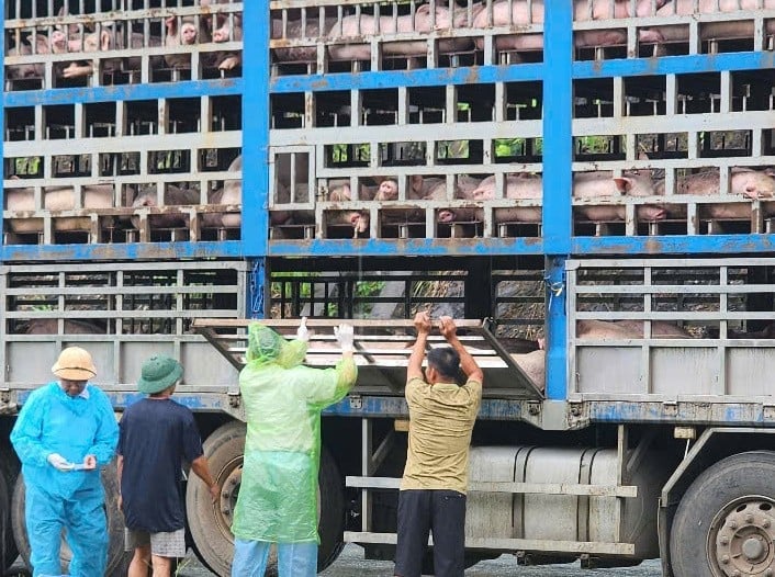 Cơ quan chức năng kiểm tra số lợn bị bắt giữ ở Phú Thọ.