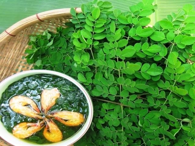 Rau chùm ngây là một trong những loại thực vật vừa có thể bổ sung vi chất cần thiết, vừa hỗ trợ phòng ngừa nhiều loại bệnh tật.