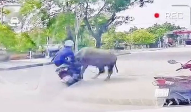 Người phụ nữ đang chạy xe máy trên đường thì bất ngờ bị 1 con trâu húc gãy xương sườn - Ảnh: Báo Lao Động