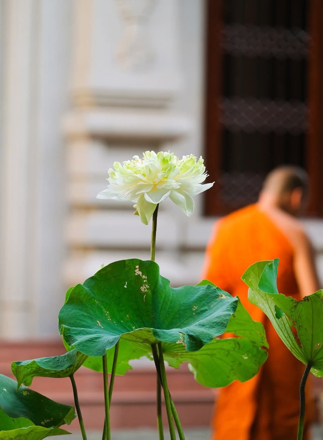  Định (jhāna) là ngọn lửa thiêu sạch hơi nóng của phiền não, để ta một mình an tĩnh và mát mẻ.