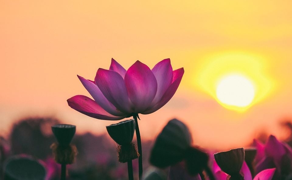 Nam Mô A Di Đà Phật 