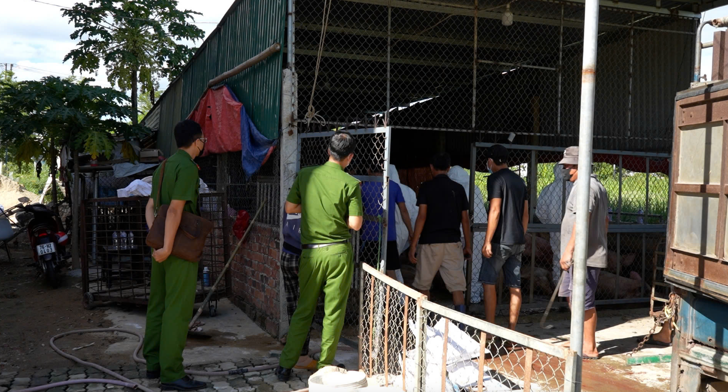 Cơ quan chức năng ngăn chặn cơ sở thu mua heo chết chở vào Nam tiêu thụ - Ảnh: Báo Người Lao Động