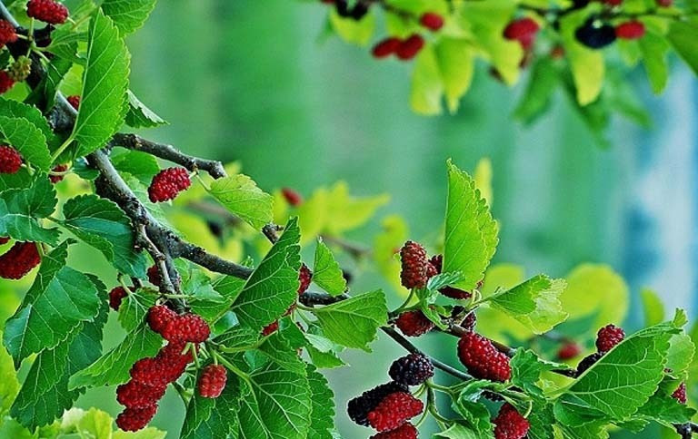 Không nên trồng dâu trằm trước nhà. Ảnh minh họa