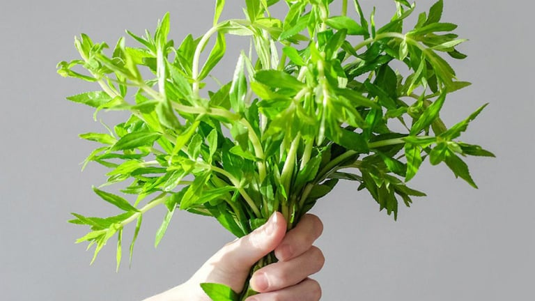 Rau ngổ (còn gọi là rau om hay ngò om).