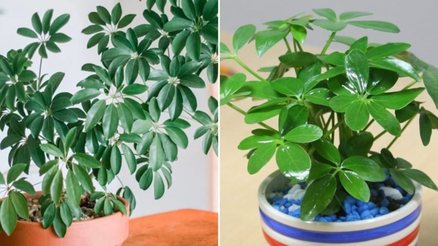  Cây ngũ gia bì có tác dụng trang trí nhà cửa, thanh lọc không khí, đuổi muỗi và có ý nghĩa tốt trong phong thủy.