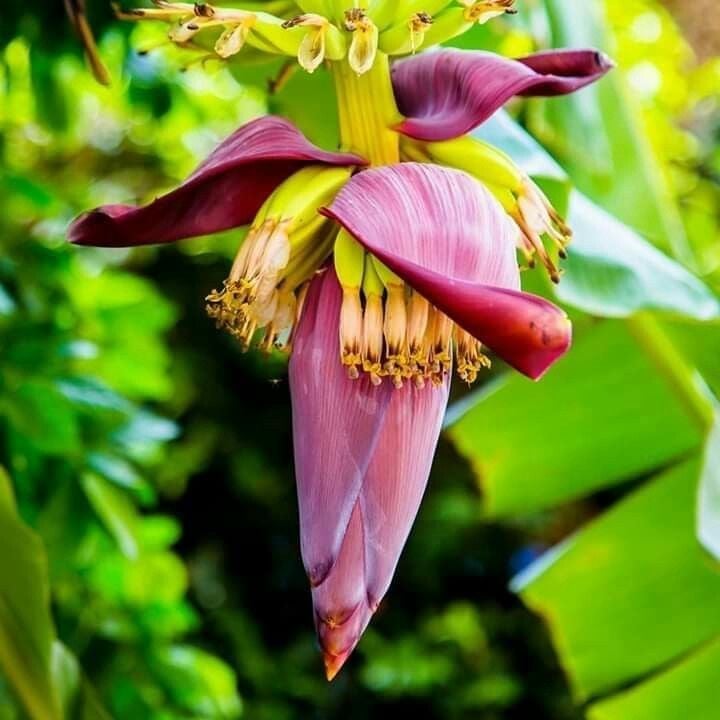  Hoa chuối giờ là thực phẩm sạch ngon và bổ dưỡng